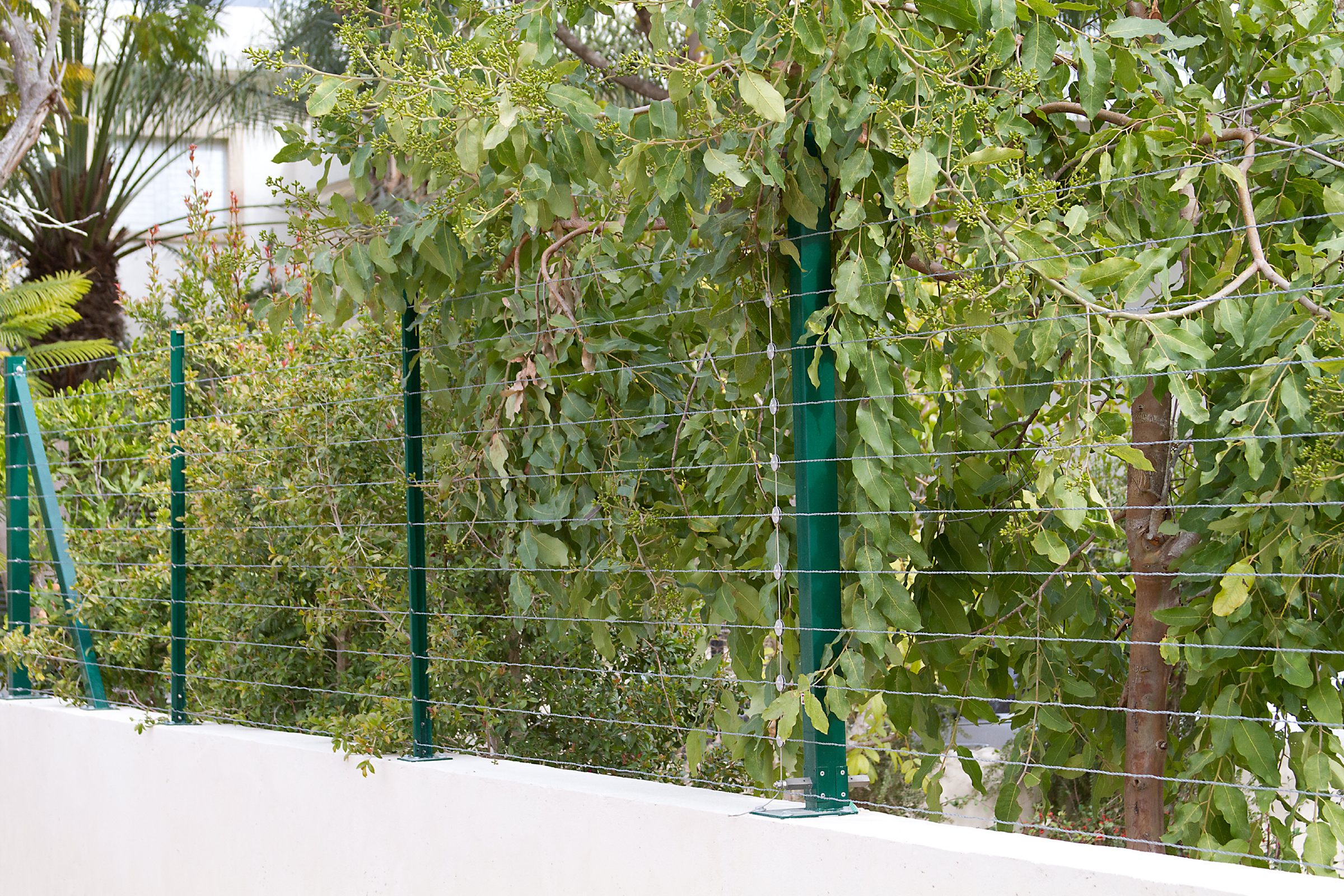 Taut wires on green sensor posts along a white garden wall, planting behind