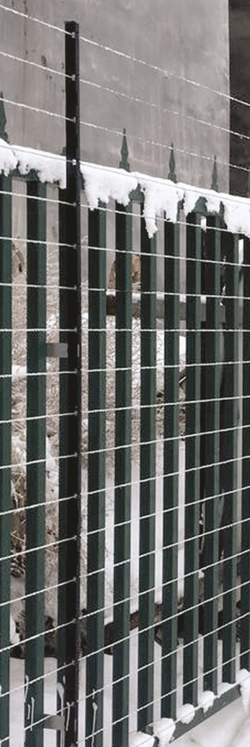 Close-up of a taut-wire sensor post and wires on a snowy green palisade