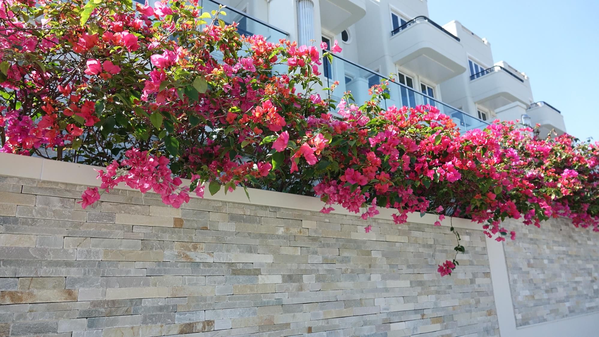 Stone-clad garden wall with bougainvillea and a flat coping in front of a residential building; the D-Tech sensors are hidden under the coping